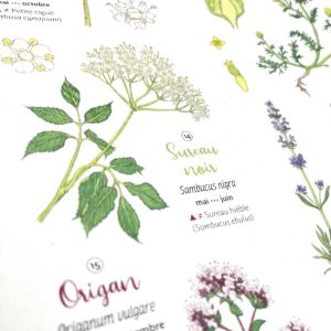 Affiche botanique avec de belles et grandes illustrations de fleurs sauvages pour vous accompagner dans le développement des connaissances en botanique. L'enfant sera captivé par ces beaux dessins botaniques fleur.