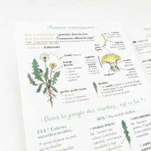 Schéma du pissenlit à l'aquarelle afin que vous puissiez ramasser le pissenlit en toute sécurité ! Grâce à quoi vous pourrai au retour de votre balade en nature, concocter un bon petit plat gourmand ou plus sain en fonction de vos envies e de vos besoins mais en profitant des nombreux bienfaits des plantes sauvages comme ici pour le pissenlit qui permet de rétablir une bonne digestion, soulage les maux liés à l'encrassement des organes d'éliminations et détoxique l'organisme en profondeur.